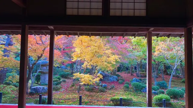 【京都】紅葉をめぐる旅。2019ver