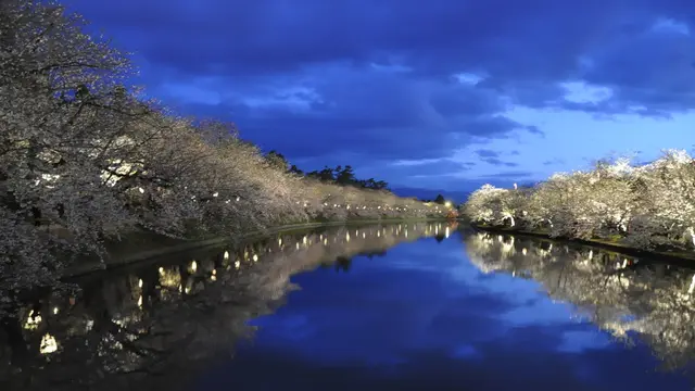 桜の名所は日本全国数あれど　夜桜の美しさと　お岩木山とのコラボは絶景