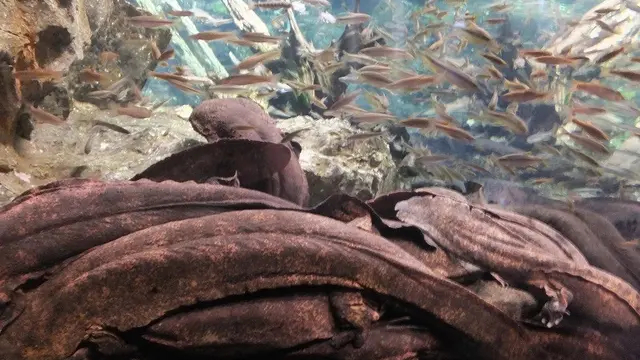 京都水族館でオオサンショウウオと向き合う