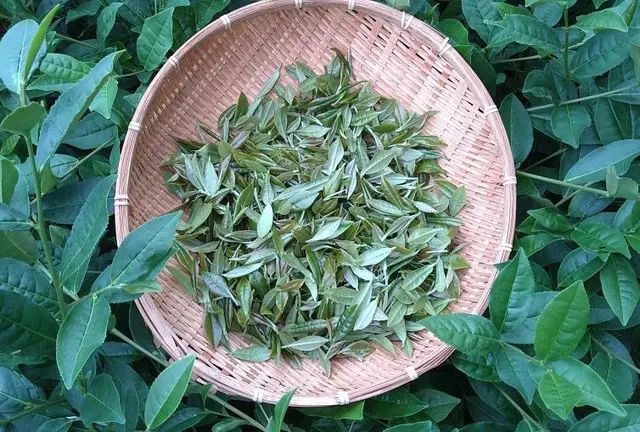 今、沖縄の紅茶がアツい❣️お茶も食も沖縄尽くし❣️150%沖縄産の旅🌱✨✨