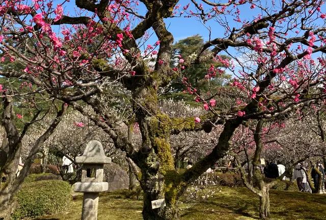 金沢で梅を見て、能登で温泉に入る旅