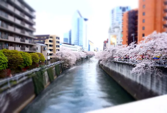 目黒川、桜の季節