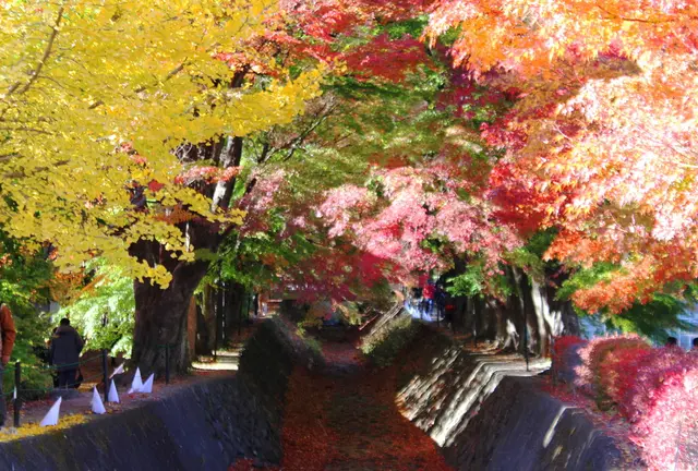 富士山・山梨側周辺の紅葉を散策しよう