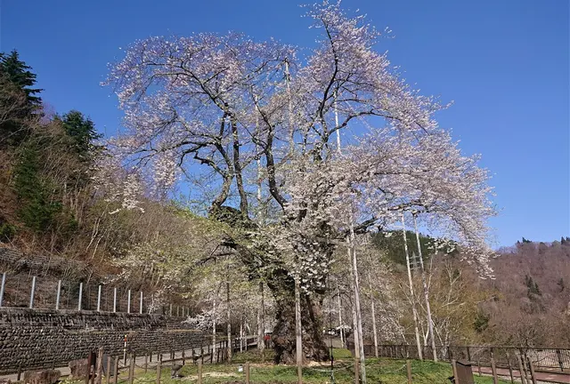 荘川桜ガイド