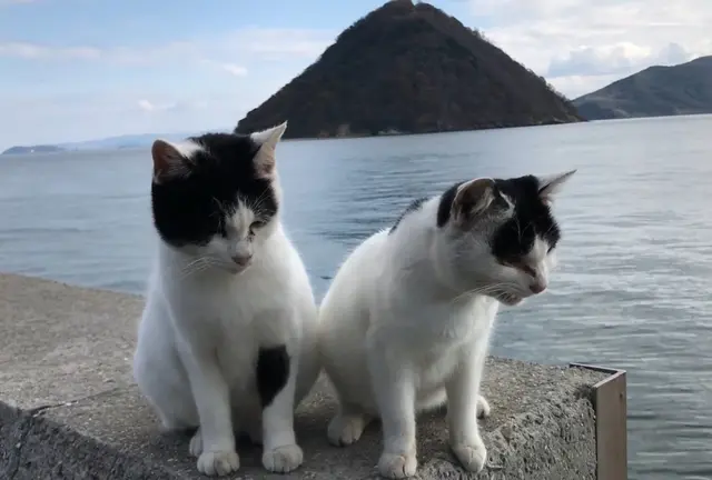 【香川県】『猫の島』佐柳島で過ごす癒しのスローライフ旅🐈