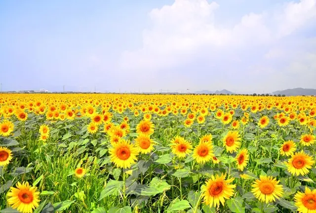 デートや家族連れにオススメ！岡山県笠岡市で花を巡る休日。