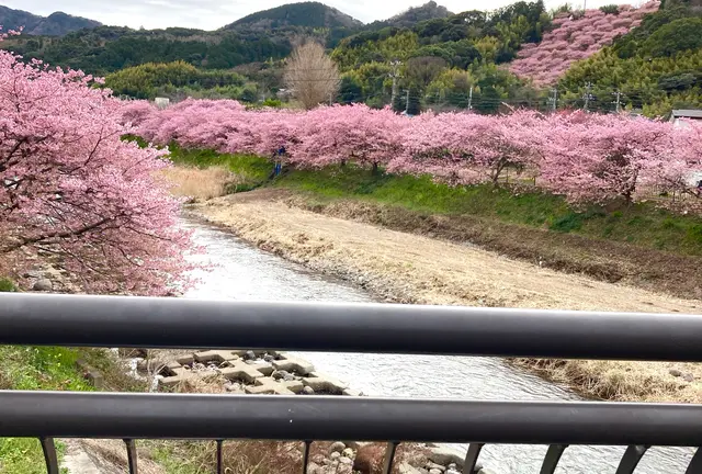河津桜〜熱海🌸電車旅♪行程表有り