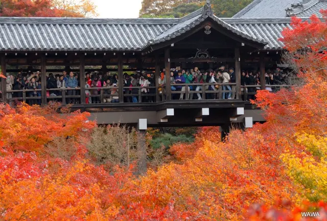 JR線だけで京都の紅葉を巡る 東福寺から泉涌寺七福神まで