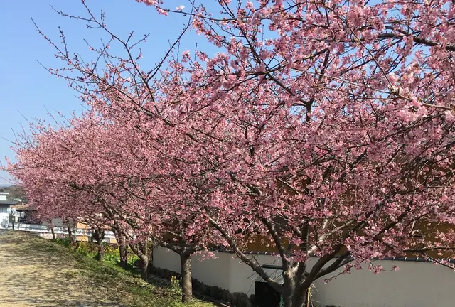 熱海・函南の桜めぐり