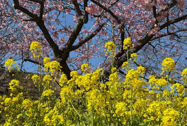 【静岡 河津〜熱海】そうだ河津行こう🌸