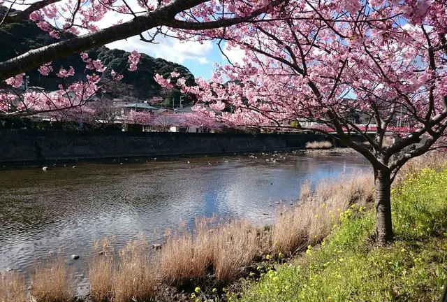 伊東温泉と河津桜祭り