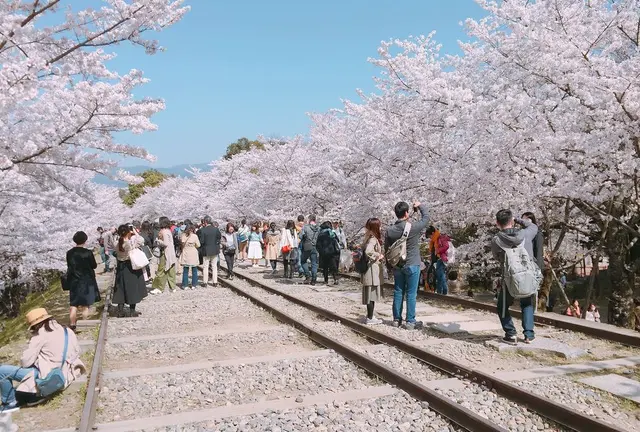京都 春満喫したコース🍡🌸