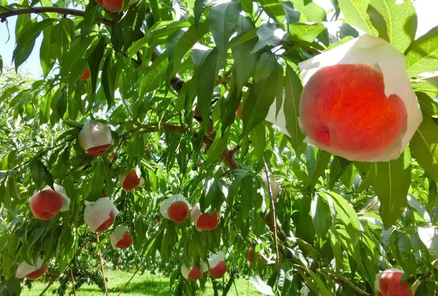 【山梨】桃🍑と信玄餅とほうとう🫕を食べて絶景を楽しむ日帰り旅🚗