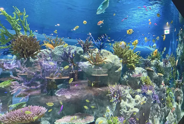 DMMかりゆし水族館とビーチを楽しむおでかけプラン