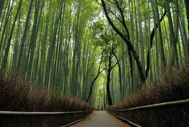京都嵐山〜竹林を満喫〜