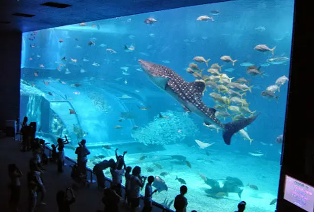 沖縄美ら海水族館に行くならば、美ら海「以外」も大事です