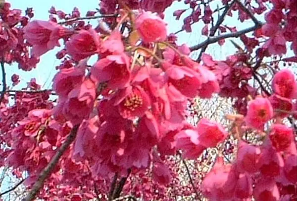真冬に桜が満開！
