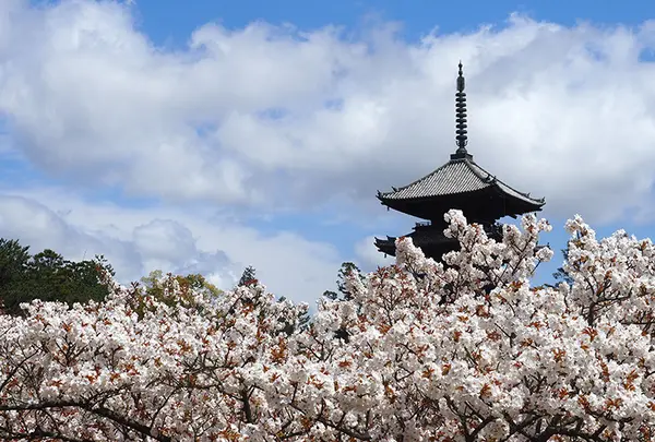 真言宗御室派総本山 仁和寺（世界遺産）