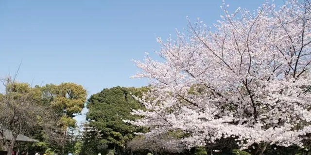 清澄白河　ゆったり,てくてく お花見散歩