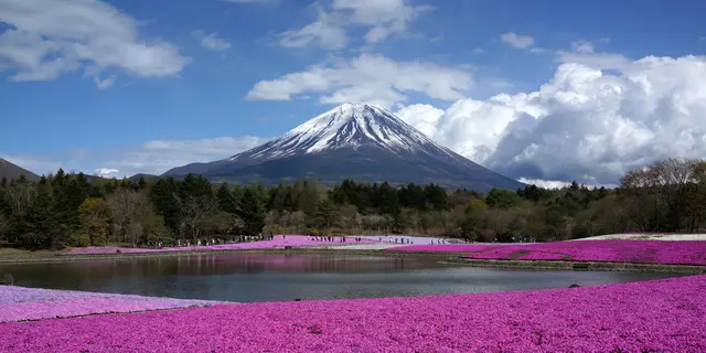春爛漫🌸富士芝桜祭りと温泉お気楽ツアー🎵(日帰り)