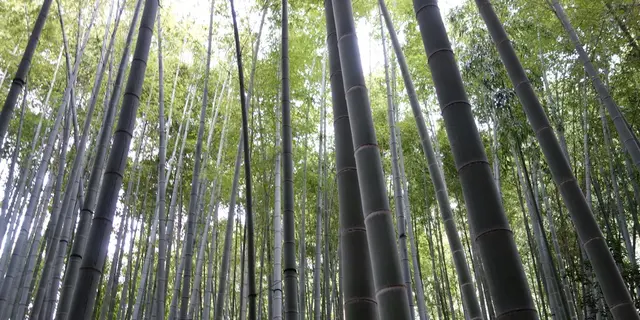 鎌倉金沢街道周辺の寺院散策。