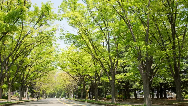 さぁ、みんなも早起きして駒沢公園に行こうよ！