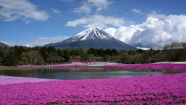 春爛漫🌸富士芝桜祭りと温泉お気楽ツアー🎵(日帰り)