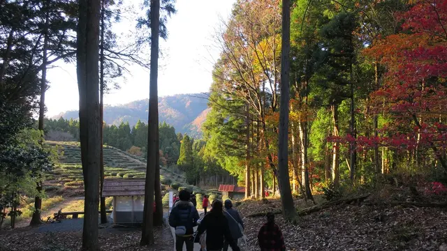 奥琵琶湖を満喫！木之本と鶏足寺の紅葉散策道をまったり散策