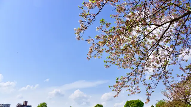 【春の熊本観光スポット20選】春の季節だからこそ行きたい人気の観光スポットランキングを発表！