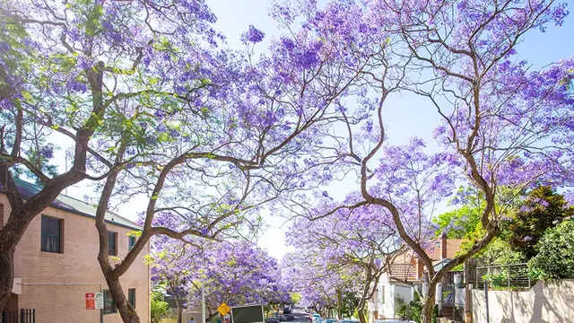 オーストラリアの桜「ジャカランダ」でシドニーのお花見