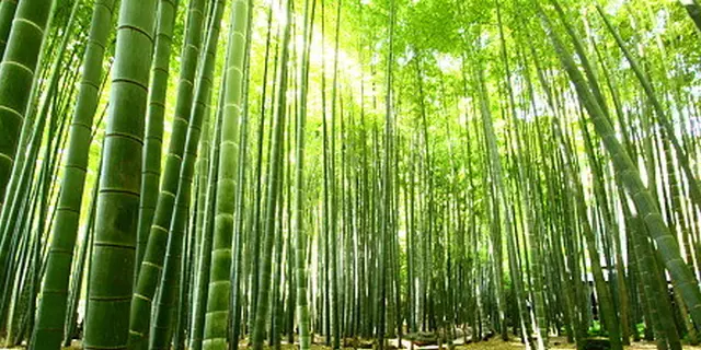 御朱印ビキナーさんオススメ！「鎌倉」自然を感じる御朱印巡り♪