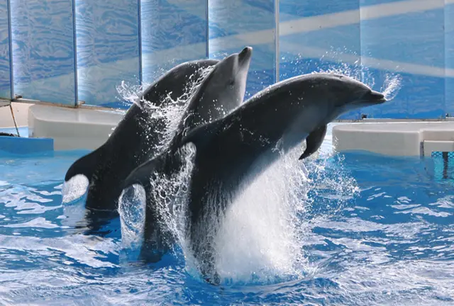 🍷鎌倉で優雅なランチと水族館デート
