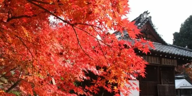 京都 紅葉の修学院を歩く大人旅