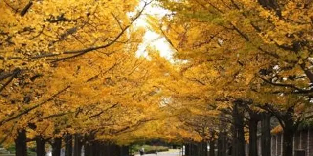 国営昭和記念公園の春の花と秋の紅葉