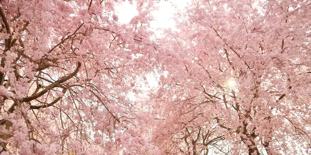 晴れ時々桜の名所巡り【奈良】