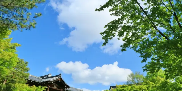 春の京都青もみじ巡り