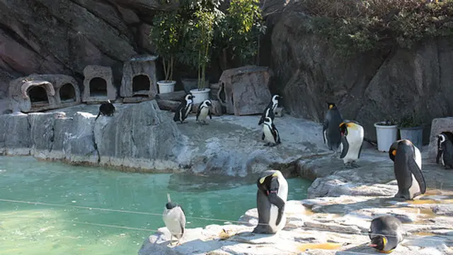 上野動物園で動物達に癒される休日