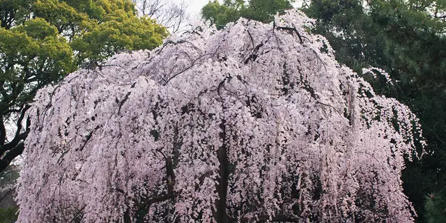 京都御苑を存分に愉しむ大人旅