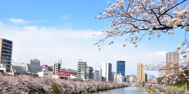 花見散歩おすすめ。市ヶ谷～神楽坂
