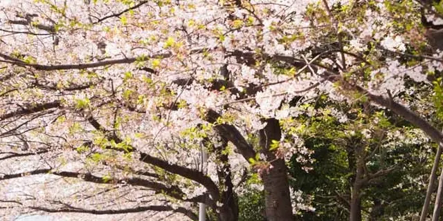 築地グルメと終わりがけの桜を楽しむ築地散歩