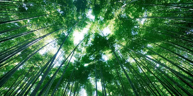 夏の鎌倉満喫！