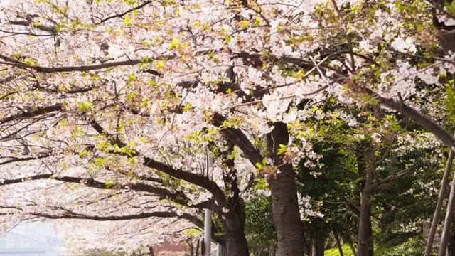 築地グルメと終わりがけの桜を楽しむ築地散歩