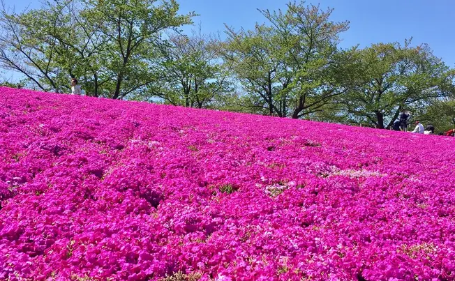 ピクニックにデートに 公園でのんびりっ 東京のオススメ公園特集 にスポットを追加しました 18 04 23 11 27 Holiday ホリデー