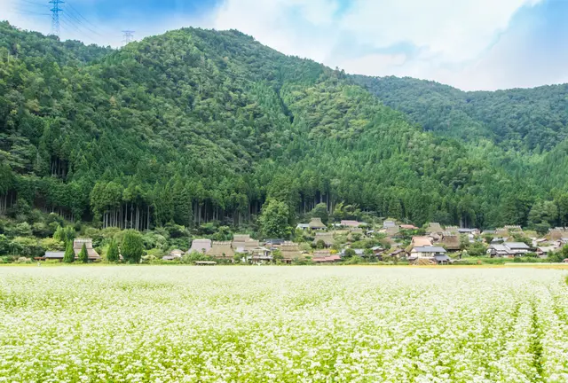 【京都・美山】咲き誇るそばの花と美味しいおそば屋さんをめぐる旅