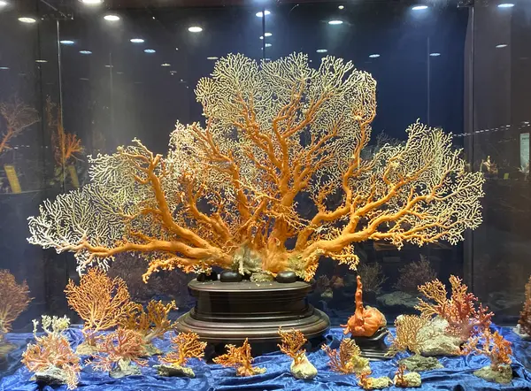 綺麗珊瑚博物館
