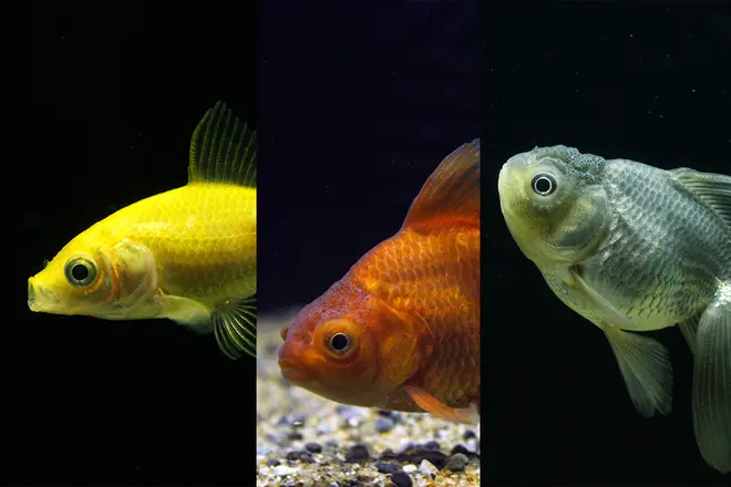 さまざまな色の金魚たち