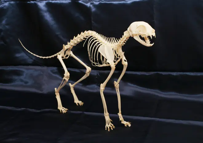 ネコ全身骨格標本