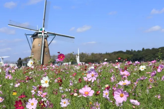 満開のコスモスとオランダ風車