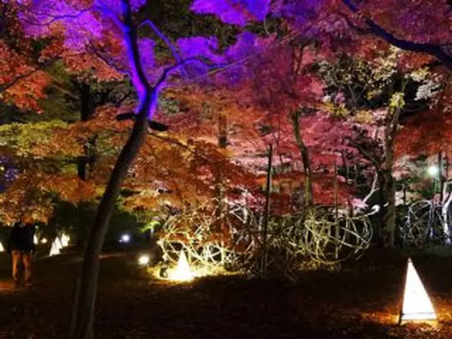 国営武蔵丘陵森林公園で 紅葉見ナイト 開催 首都圏では珍しい種類の紅葉を鑑賞できる Holiday ホリデー