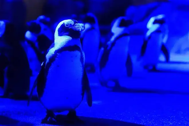青い照明につつまれるペンギン